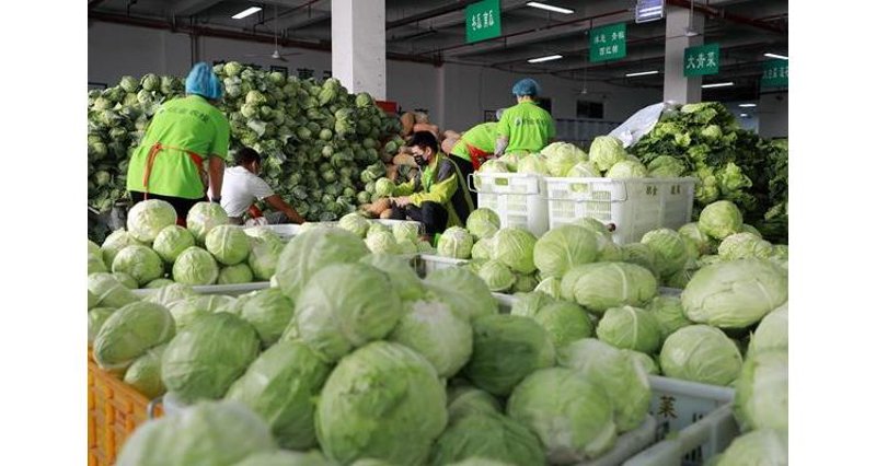 生鲜果蔬批发攻略：选择与比较